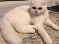 Scottish fold