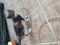Tekir yavru kedi sahiplendirme