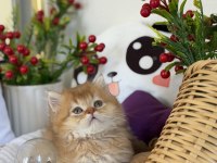 Golden ny 12 british longhair