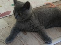 2.5 aylık oyuncu british shorthair