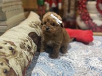 Yeni Gelen Oyuncak Poodle Yavrularımız