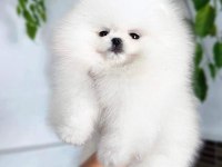 POMERANİAN BOO YAVRULARI İSTANBUL