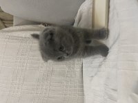 Safkan A kalite Yavrular Scottish Fold Erkek