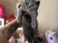 Safkan British Shorthair Dişi Erkek Yavrular