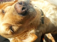 Ücretsiz sahiplendirme golden retriever