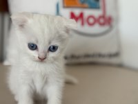 Ankarada ziyarete açık beyaz mavi gözlü scottish fold