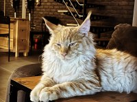 11 aylık sağlıklı erkek maine coon