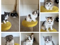 Bu minik kedilere ömürlük yuva