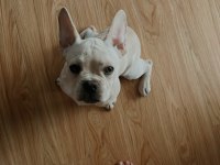 1 Yaşında French Bulldog Çipli