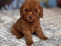 TOY POODLE YAVRULAR