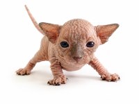 ŞECERELİ SPHYNX YAVRULARIMIZ YENİ YUVALARINI ARIYOR