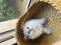 Yakışıklı british longhair oğlumuz