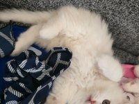 BRİTİSH LONGHAİR YAVRU KEDİLER