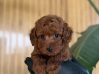 Poodle Yavruları
