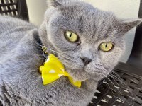 British shorthair 1,5 yaşında