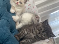 2 aylık son kalan british longhair yavrumuz