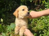 Golden retriever yavru 3 aylık