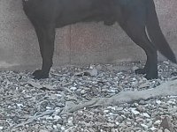 Yetişkin Temel İtaatli Alman Çoban Köpekler