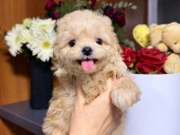 Maltipoo Bebekler