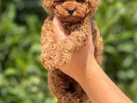 ORJİNAL TOY POODLE YAVRULARIMIZ
