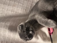 Scottish fold kedimiz