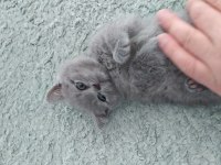 British shorthair dik kulak