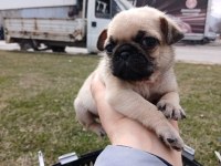 Irk Ve Sağlık Garantili Pug