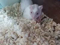 HAMSTERLAR GELDİ