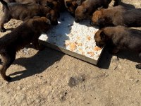 Belçika Malinois Bebekler
