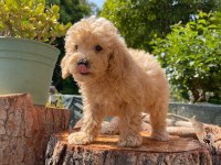 Kilo garantili karma aşıları yapılmış poodle yavrular