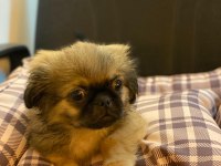Emperyal Pekingesse