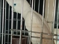 Kakadu Papağanı 10 Aylık