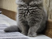 55 günlük British Longhair safkan Acil sahiplendirilecektir