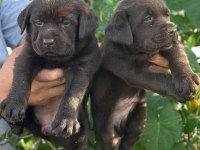 Labrador redriever sevimli yavrular ruhsatlı çiftlik 