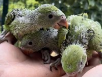 El Besleme Bebek Pakistan Papağanı