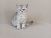 2 aylık erkek british shorthair