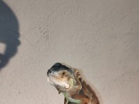 İguana yasal belgeli cipli