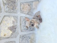 Ev Ortamında Bakılan Renkli Gözlü French Bulldog Yavrularım