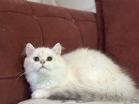 Tuvalet Egıtımlı Orjınal Brıtısh Yavrularımız