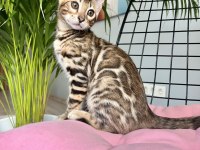 Bengal Erkek 3 aylık