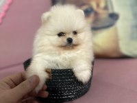 Gerçek Ayı Surat Garantili Pomeranian Yavrular Her Eve Uygun