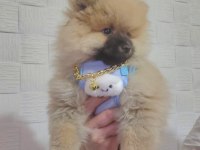 Pomeranian ayı surat