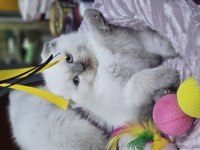 Pofidik 2 aylık dişi ve erkek bebek kediler