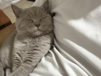 8 aylık british shorthair