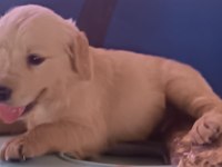 Safkan golden retriever yavrularımız