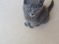 Dişi British Shorthair