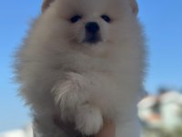 Show kalite pomeranian yavrular