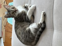 Eve Alıştırılmış Kardeş Sokak Kedileri (biri hamile)
