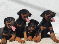 Kaliteli Doberman dişi bebeklerim