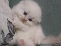 British shorthair